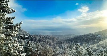 A photo of a Colorado blue sky and wintery green pine trees covered in snow.