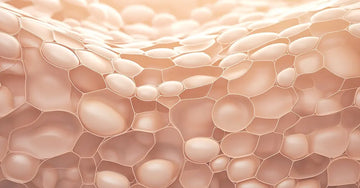 A Scientific illustration of "ceramides" which are flesh colored bubbles that hold the skin together.
