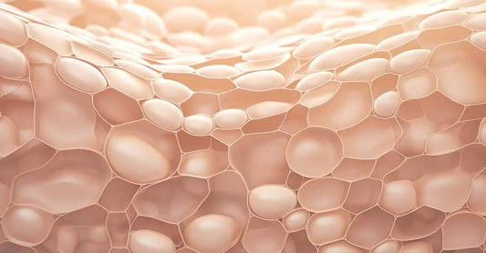 A Scientific illustration of "ceramides" which are flesh colored bubbles that hold the skin together.