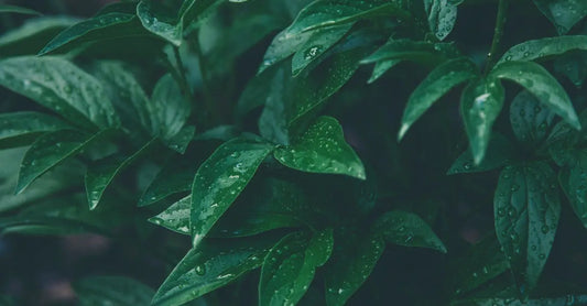 A photo of healthy, green plants as the background with the title "The Difference Between Natural and Organic Skincare: What you need to know