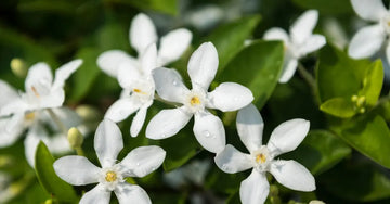 A close up photo of beautiful white jasmine flowers which are partially used as a preservative in Simple Body's formulas. 