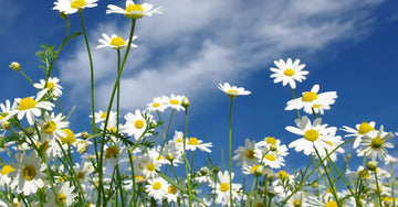 A field of chamomile flowers with a vivid, bright blue sky illustrating that Simple Body uses plant-based ingredients