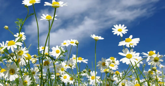 A field of chamomile flowers with a vivid, bright blue sky illustrating that Simple Body uses plant-based ingredients
