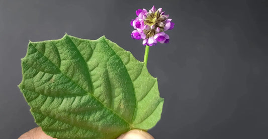A photo of a Babchi plant otherwise known as Bakuchiol an ingredient for fine lines and wrinkles on a black background.