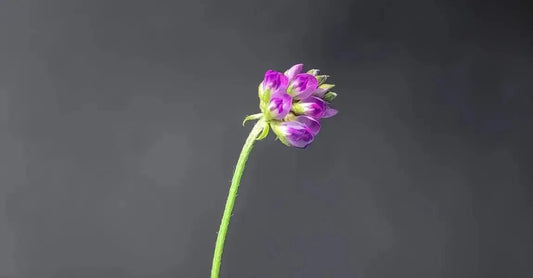 A close up image of a bakuchiol flower which is purple - violet color with simple looking buds on a black background