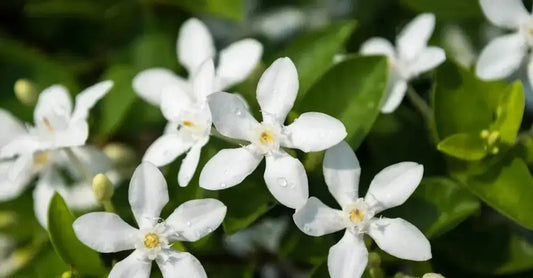 A close up photo of beautiful white jasmine flowers which are partially used as a preservative in Simple Body's formulas. 