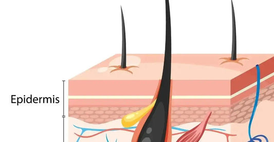 An illustration of the epidermis which is the outter layer of the skin with hair follicles coming through.