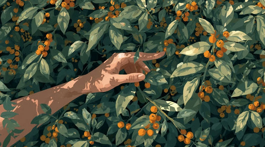 A woman's hand reaching into a Sea Buckthorn bush with orange berries