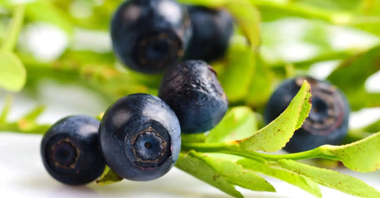 A close up photo of Bilberries which are small bluish purple berries on a bright green leafy branch.