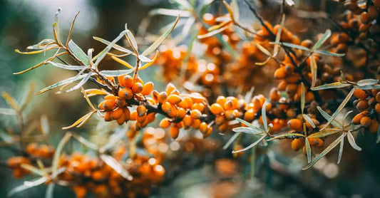 A photo of a tree branch with vibrant orange sea buckthorn berries on it.