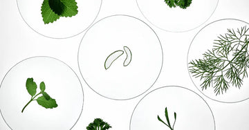 A photo of many plant species in circles.