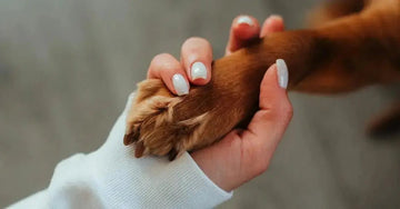 A photo of a woman with white painted nails holding the paw of a reddish orange dog