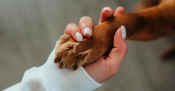 A photo of a woman with white painted nails holding the paw of a reddish orange dog