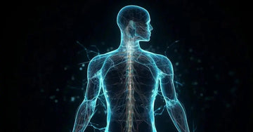 A digital, scientific illustration of a human body and lines representing the spine and the nervous system showing the effects of stress on the body on a black background.