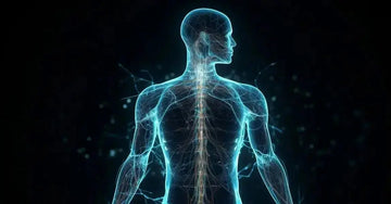 A digital, scientific illustration of a human body and lines representing the spine and the nervous system showing the effects of stress on the body on a black background.