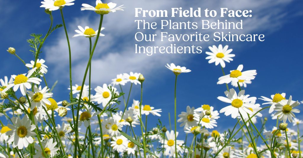 A photo of wild Chamomile Growing in a field with a Blue Sky and Light Cloud Background