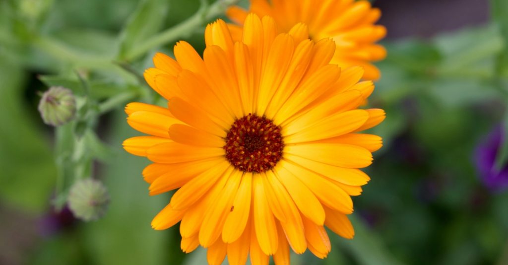 An image of a bright orange-yellow calendula flower with a soft focus green background.